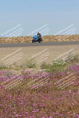 media/Mar-12-2023-SoCal Trackdays (Sun) [[d4c8249724]]/Turn 15 Inside Bloom (130pm)/